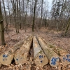 eucalyptus wood chips
