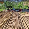 bamboo pole