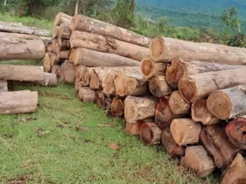Gỗ Teak